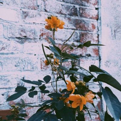 18轮大卡车竞赛